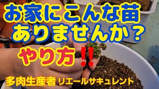 【多肉植物】【ガーデニング】こんな苗ありませんか⁉️やり方教えます🎵2023年10月1日