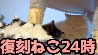 【復刻ねこ24時】おおお猫さま見守り配信２４じ！！