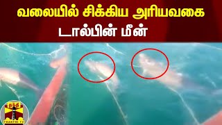 வலையில் சிக்கிய அரியவகை டால்பின் மீன்...  | Dolphin | Ramanathapuram | Fishermen