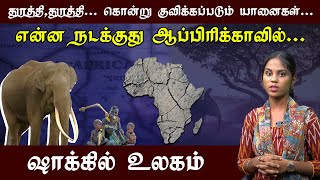 யானை கறி சாப்பிட தயாராகும் ஆப்பிரிக்கா நாடு !பஞ்சம் ! பசி ! பட்னி !