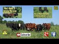 turning cattle into competitive eaters with mob grazing