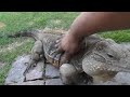 Lizard Greets Man like a Dog!