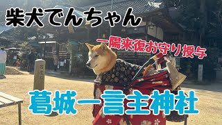 柴犬でんちゃん　一言主神社の今年の一陽来復お守り🐉