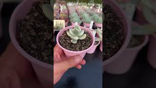 乒乓福娘～ #多肉植物 #succulent #다육식물