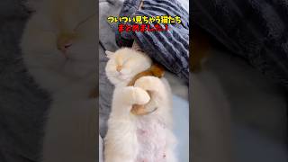 猫ってずっとみてられるよね… #cat #cats #猫 #ねこ