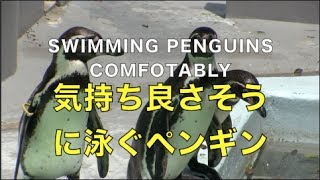 気持ち良さそうに泳ぐペンギンたち -Swimming Penguins comfortably-