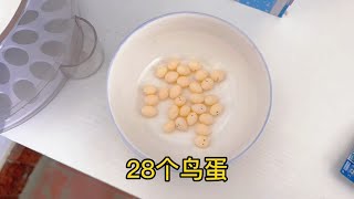 在鸟房拿28个保姆鸟鸟蛋，放进孵化机准备人工孵化