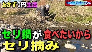 【おかず０円生活】セリ鍋が食べたいからセリ摘み