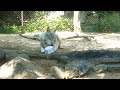 氷もらった、シンリンオオカミのユウキ@とくしま動物園