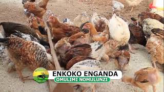 ENKOKO ENGANDA PART ONE