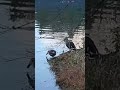 カルガモさんの水浴び🦆見てるだけで凍えそうだ🥶❄️　　　　　　　　　　 鳥　 水鳥　 カルガモ　 冬の風景