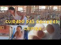 MOSTREI MANHÃ DA MÃE CUIDADO DAS GALINHAS CAIPIRA