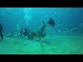 grouper bites head off diver