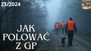 Jak polować z gończym polskim.Hodowla GP Goniec Pomorski. CZARNE DUCHY ZNAD WISŁY 23/2024