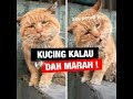 KUCING KALAU DAH MARAH