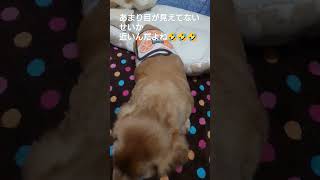 【ポン太18歳の日常】＃ミニチュアダックスフンド＃ポン太18歳＃シニア犬＃老犬＃dog