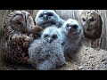 Tawny Owls Raising Own Chicks Find Room for More | Full Story | Bomber & Luna | Robert E Fuller