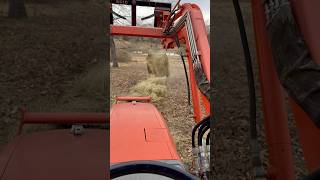 Batter Up! #cattleranch #haying #hay #tractor #kubota #cow #brangus #shortsfeed #funny #chores