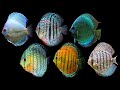 Popular Discus Fish types | Discus fish varieties | Discus fish classifications | Discus fish names