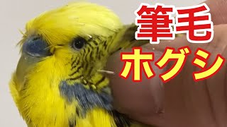 [Parakeet] That's right, let's remove the pin feather!! ️　telop english translation