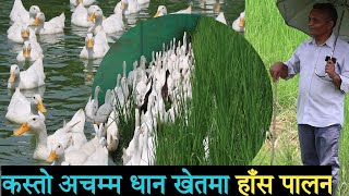 Duck Farm in Rice Field | Organic farming | best method of farming धानखेतमा हाँस पालन,अब नेपालमा