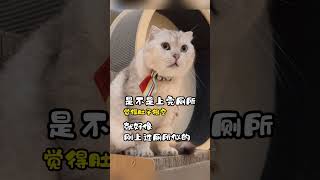 小猫咪脂肪即将占领大脑啦！！