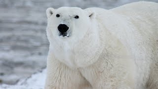 Polar bear