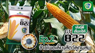 เมล็ดพันธุ์ข้าวโพด GT822 \