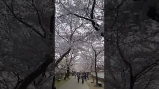 秋月城跡、桜並木が満開‼️