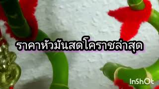 ราคามันสำปะหลังปี 2567 ล่าสุดโรงแป้งโคราช 1 มีนาคม 67