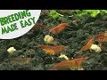 How to BREED CHERRY SHRIMP (Neocaridina): Top 5 TIPS FOR SUCCESS