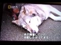 cesar millan alaskan malamute 3ｼｰｻﾞﾐﾗﾝ