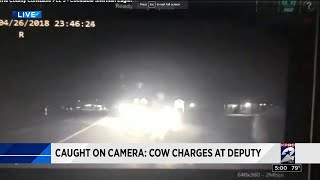 RARE: Deputy runs from angry cow