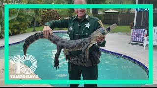 Pinellas County deputy kicks alligator out of pool