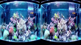 3D Aquarium reef tank shot with a GoPro HD 3D