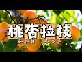 教给你：杏树 桃树的拉枝方法，秋季果树拉枝，决定明年丰产，非常重要，自己做，DIY，上手快很简单、还是冬天修剪后那棵杏树