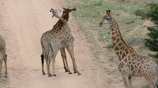 Giraffe's Fighting Against Each Other