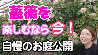 薔薇　楽しむなら　今やぞ　見ごろ　花壇　社長自慢の　お庭公開　つる性薔薇　ピエール【おうちでガーデニング】開花園チャンネル