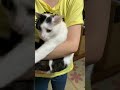 猫壁チャレンジ やってみたノア編 cat shorts