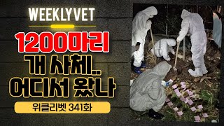 [위클리벳 341회] 1200마리 개 사체, 대체 어디서 왔을까?