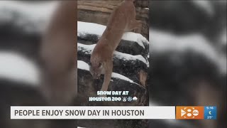 Zoo animals enjoy a rare snow day in Houston