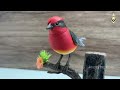 unboxing of singing bird toy beautiful gift home decoration toys