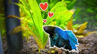 7 Popular Plants for Betta Fish You Need to Try