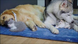 I've Never Seen Golden Retriever and Husky Care for Kittens Like This!