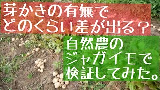 無肥料栽培のジャガイモの収穫！芽かき比較実験の結果：2019年6月21日