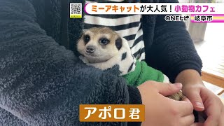 ミーアキャットは人懐っこく自ら膝へ…岐阜市の小動物カフェ『森のしっぽ』モルモットやハリネズミ等約10種類