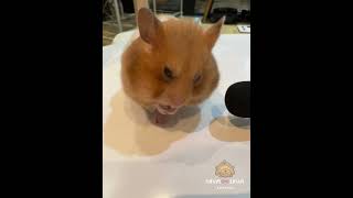 ShumShum Hamster Eating ASMR EP02 | 英國鼠鼠吃播 l  黃金鼠 l 懶洋洋公主