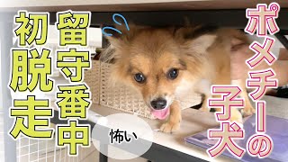 【ポメチー】留守番中の子犬がサークルから脱出しました【共働き夫婦】