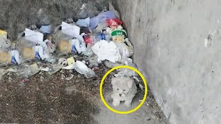 The poor puppy rummaged through the trash in the abandoned house in vain for food