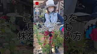 夏に花を咲かせるか問題１ #shorts 相原バラ園 #夏のバラ